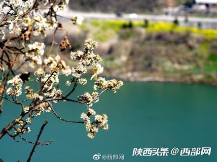 春天里的陕西丨白河县樱桃花开 春意浓