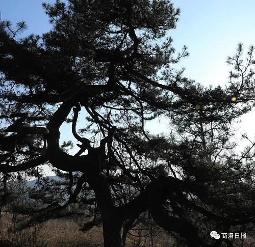行摄商洛｜这个地方有一棵“龙松”，虬枝苍劲、矗立千年