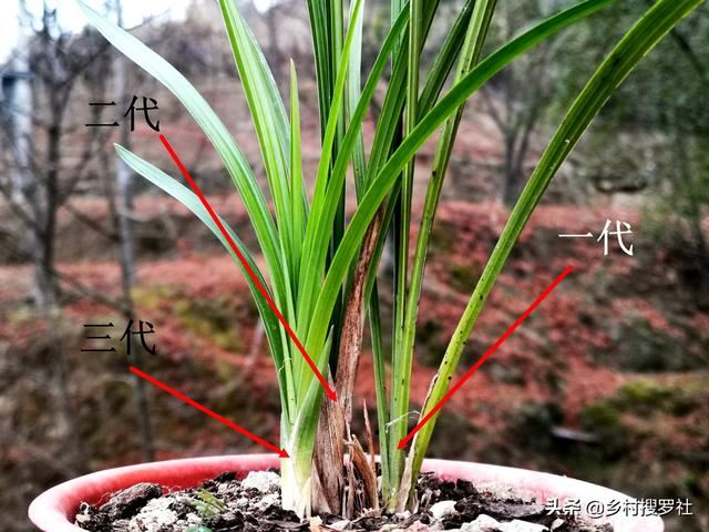 种植兰花，怎样才算成功？不是开花，而是复壮