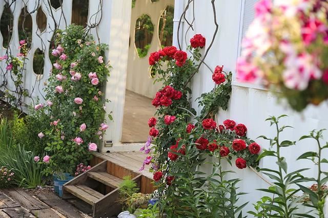 从基建到植物，2年造一个2000平花园