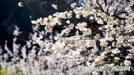 春天里的陕西丨白河县樱桃花开 春意浓