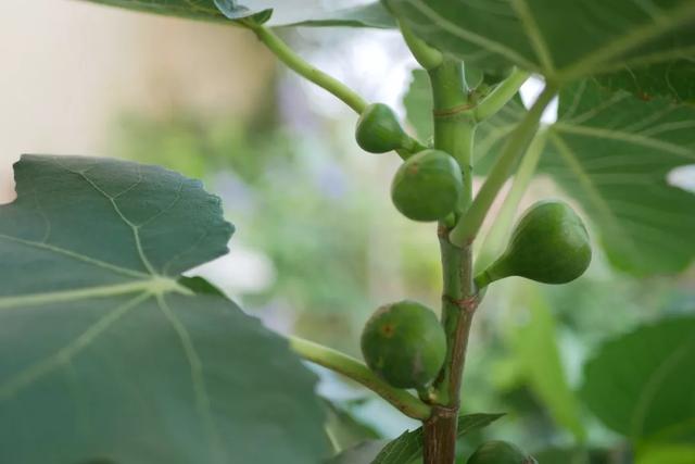 庭院设计师的庭院会做成什么样? 庭院设计师的庭院会做成什么样?