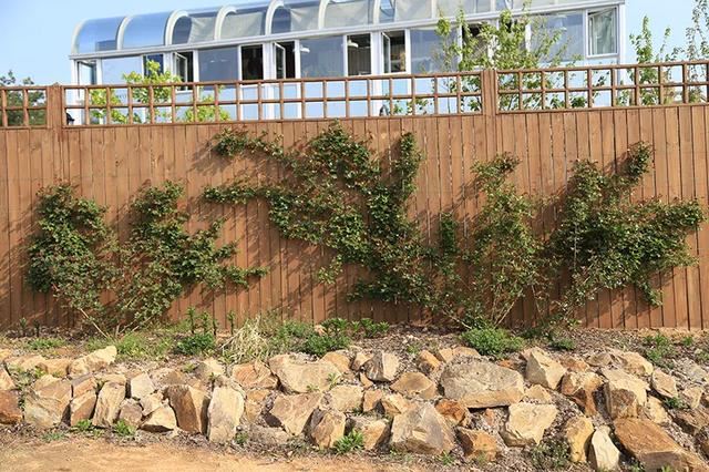 从基建到植物，2年造一个2000平花园