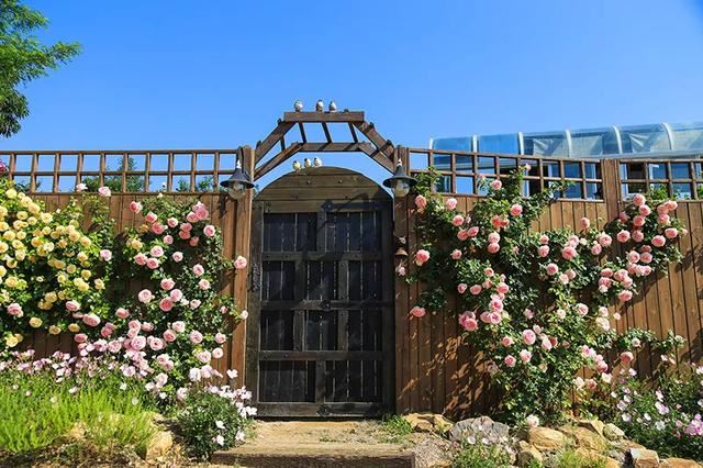 从基建到植物，2年造一个2000平花园