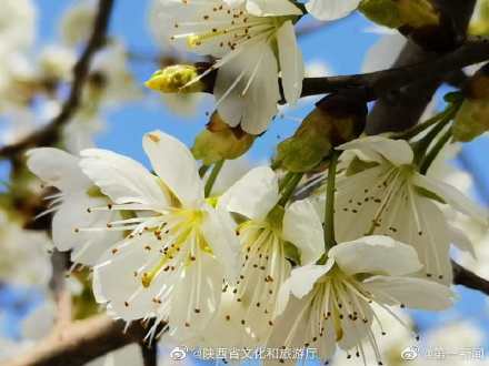 阳春三月漫川关樱花烂漫时 阳春三月漫川关樱花烂漫时