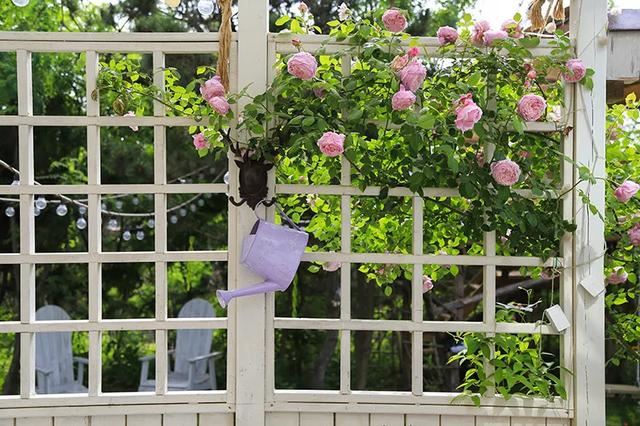 从基建到植物，2年造一个2000平花园