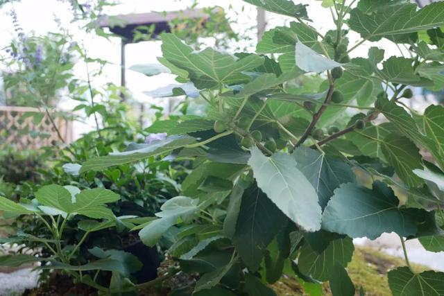 庭院设计师的庭院会做成什么样? 庭院设计师的庭院会做成什么样?