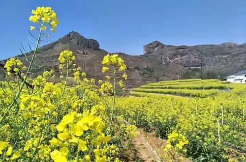 桃红丰阳城，先来云赏春，疫情过后再一起撒欢儿