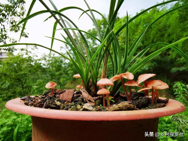 种植兰花，怎样才算成功？不是开花，而是复壮