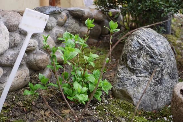庭院设计师的庭院会做成什么样? 庭院设计师的庭院会做成什么样?
