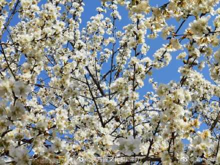 阳春三月漫川关樱花烂漫时 阳春三月漫川关樱花烂漫时