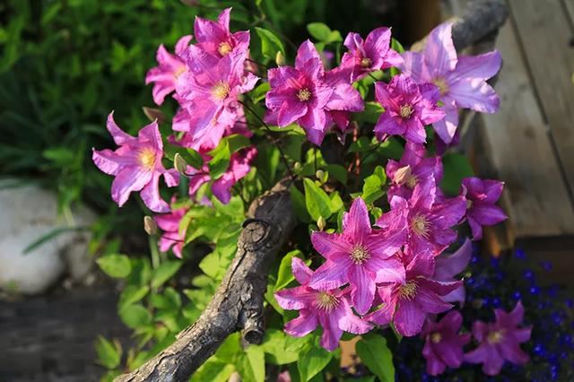 从基建到植物，2年造一个2000平花园