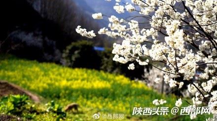 春天里的陕西丨白河县樱桃花开 春意浓