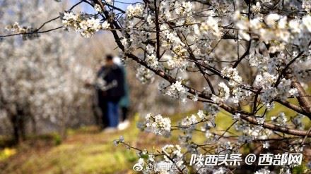 春天里的陕西丨白河县樱桃花开 春意浓