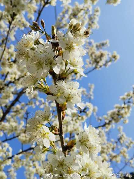 阳春三月漫川关樱花烂漫时 阳春三月漫川关樱花烂漫时