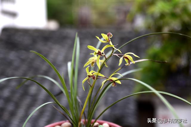 种植兰花，怎样才算成功？不是开花，而是复壮