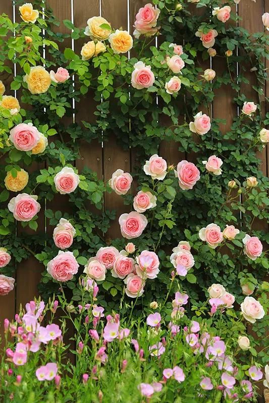 从基建到植物，2年造一个2000平花园