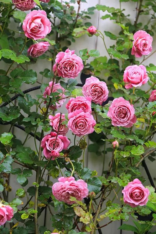 从基建到植物，2年造一个2000平花园