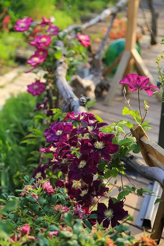 从基建到植物，2年造一个2000平花园
