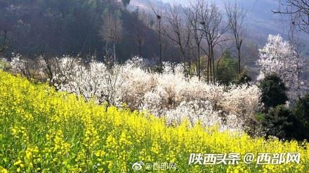 春天里的陕西丨白河县樱桃花开 春意浓