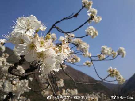 阳春三月漫川关樱花烂漫时 阳春三月漫川关樱花烂漫时