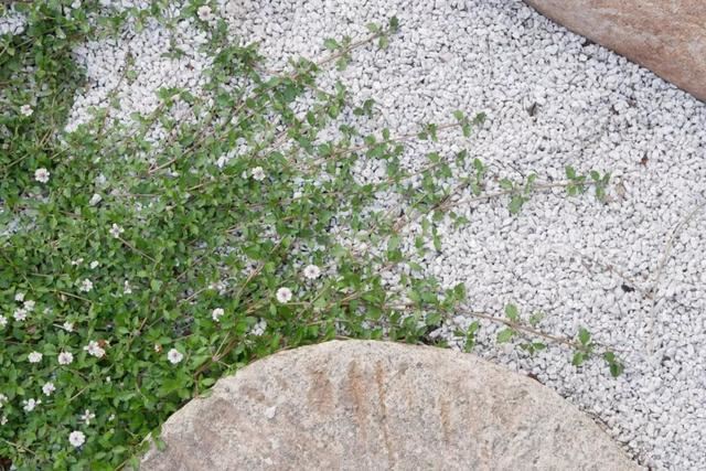 庭院设计师的庭院会做成什么样? 庭院设计师的庭院会做成什么样?