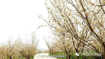 美美美！这里4000余亩樱桃花迎春盛开