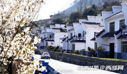 春天里的陕西丨白河县樱桃花开 春意浓