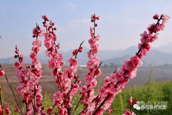 千亩红梅迎春绽放,周至龙阳沟里馨香怡人 千亩红梅迎春绽放,周至龙阳沟里馨香怡人
