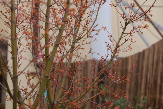 庭院设计师的庭院会做成什么样? 庭院设计师的庭院会做成什么样?