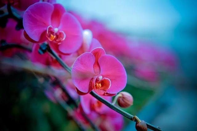 阎良第一场紫色花海 把“春天”带回家哦......