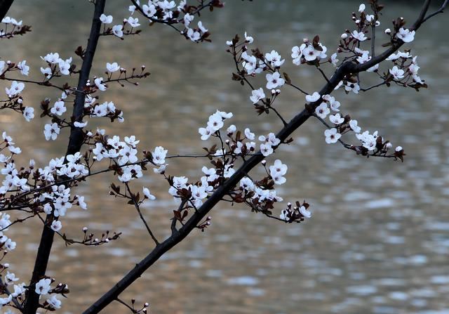 上海：苏州河畔春光美