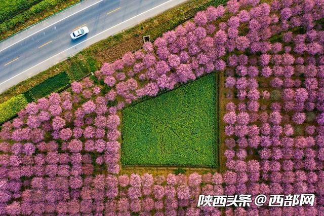 春天里的陕西 | 乍暖还寒 陕西勉县千棵美人梅与百亩油菜花竞春光 春天里的陕西 | 乍暖还寒 陕西勉县千棵美人梅与百亩油菜花竞春光