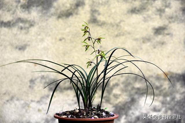 种植兰花，怎样才算成功？不是开花，而是复壮