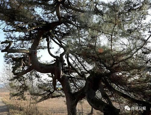 行摄商洛｜这个地方有一棵“龙松”，虬枝苍劲、矗立千年