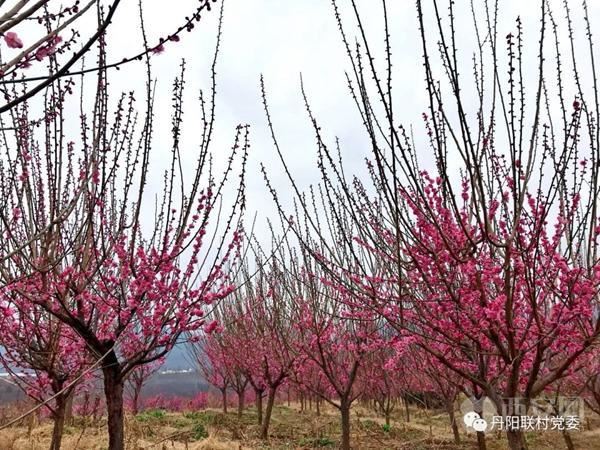 千亩红梅迎春绽放,周至龙阳沟里馨香怡人 千亩红梅迎春绽放,周至龙阳沟里馨香怡人