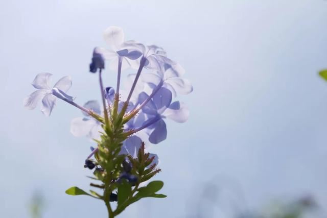 庭院设计师的庭院会做成什么样? 庭院设计师的庭院会做成什么样?