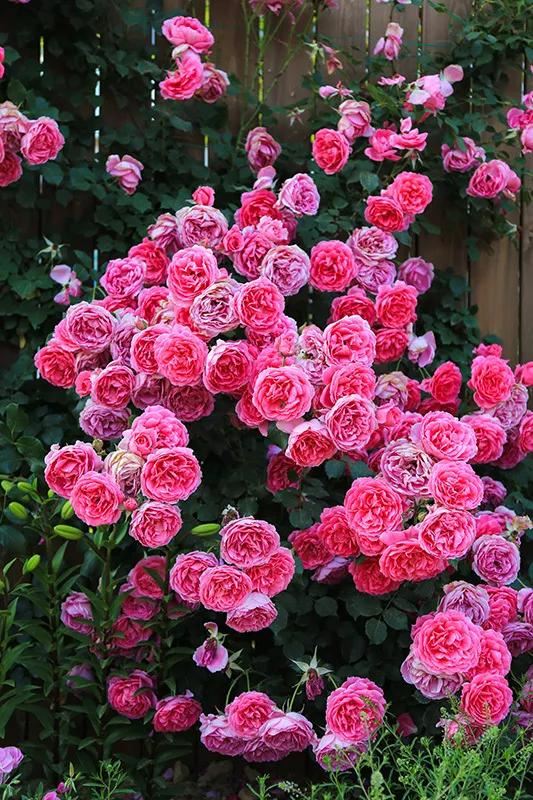 从基建到植物，2年造一个2000平花园