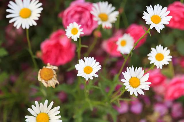 从基建到植物，2年造一个2000平花园
