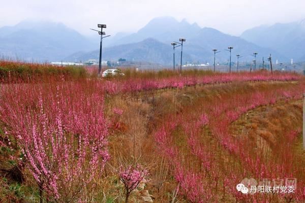 千亩红梅迎春绽放,周至龙阳沟里馨香怡人 千亩红梅迎春绽放,周至龙阳沟里馨香怡人