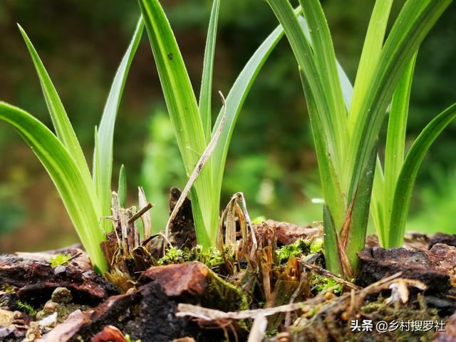 种植兰花，怎样才算成功？不是开花，而是复壮