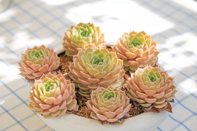 从基建到植物，2年造一个2000平花园