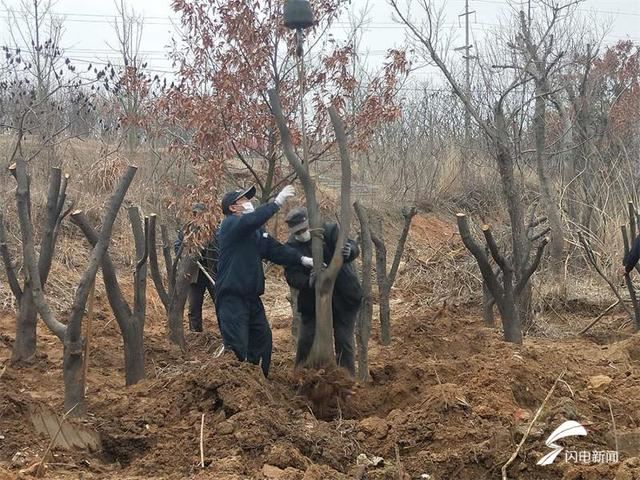 防疫绿化两不误！威海文登城区绿化工程全面铺开 补栽行道树700多株