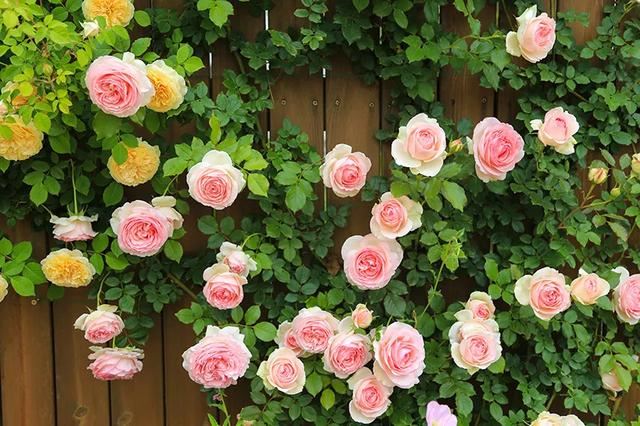 从基建到植物，2年造一个2000平花园