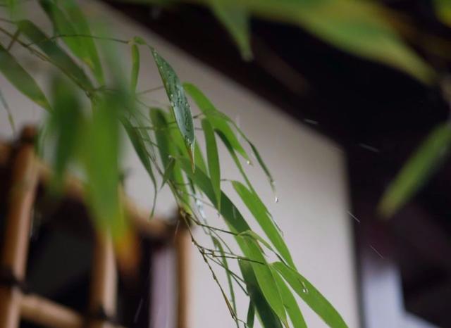 庭院设计师的庭院会做成什么样? 庭院设计师的庭院会做成什么样?