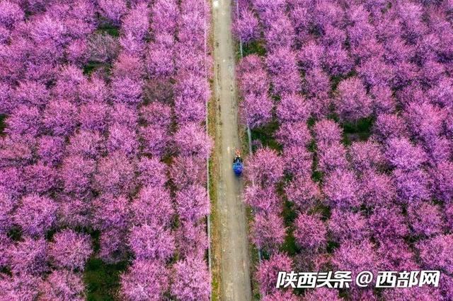 春天里的陕西 | 乍暖还寒 陕西勉县千棵美人梅与百亩油菜花竞春光 春天里的陕西 | 乍暖还寒 陕西勉县千棵美人梅与百亩油菜花竞春光