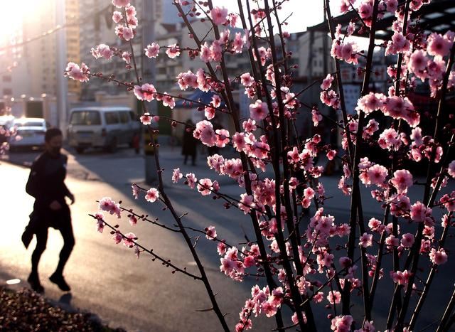 上海：苏州河畔春光美