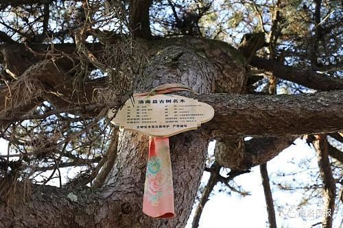 行摄商洛｜这个地方有一棵“龙松”，虬枝苍劲、矗立千年