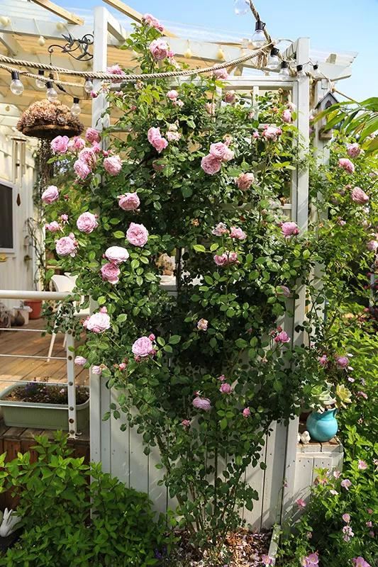 从基建到植物，2年造一个2000平花园