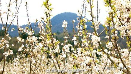 美美美！这里4000余亩樱桃花迎春盛开